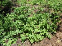 western sweetroot, sweet-cicely (<em>Osmorhiza occidentalis</em>)