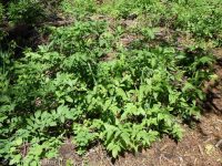 western sweetroot, sweet-cicely (<em>Osmorhiza occidentalis</em>)