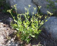 western sweetroot, sweet-cicely (<em>Osmorhiza occidentalis</em>)