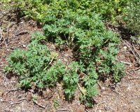 Brown's peony (<em>Paeonia brownii</em>)