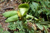 Brown's peony (<em>Paeonia brownii</em>)