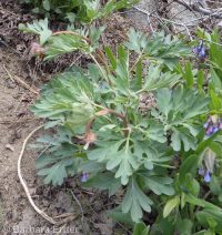Brown's peony (<em>Paeonia brownii</em>)