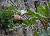 Brown's peony (<em>Paeonia brownii</em>)