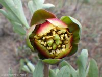 Brown's peony (<em>Paeonia brownii</em>)