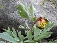 Brown's peony (<em>Paeonia brownii</em>)