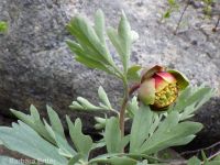 Brown's peony (<em>Paeonia brownii</em>)
