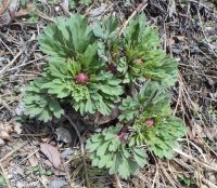 Brown's peony (<em>Paeonia brownii</em>)