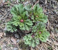 Brown's peony (<em>Paeonia brownii</em>)