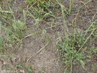 winged combseed (<em>Pectocarya penicillata</em>)