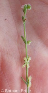 winged combseed (<em>Pectocarya penicillata</em>)