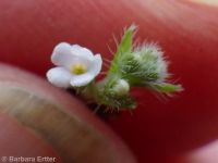 winged combseed (<em>Pectocarya penicillata</em>)