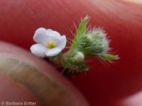 winged combseed (<em>Pectocarya penicillata</em>)