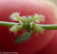 winged combseed (<em>Pectocarya penicillata</em>)