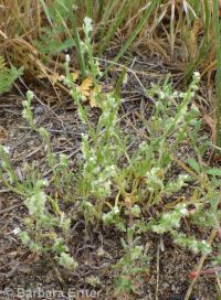 winged combseed (<em>Pectocarya penicillata</em>)