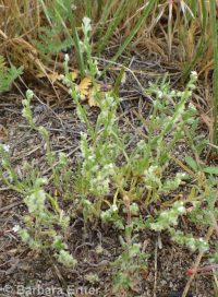 winged combseed (<em>Pectocarya penicillata</em>)