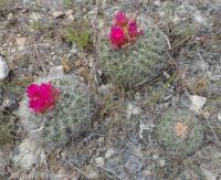 mountain ball cactus, Simpson's hedgehog (<em>Pediocactus simpsonii</em>)