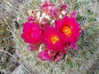 mountain ball cactus, Simpson's hedgehog (<em>Pediocactus simpsonii</em>)