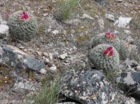 mountain ball cactus, Simpson's hedgehog (<em>Pediocactus simpsonii</em>)