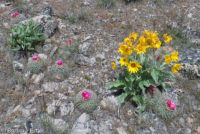 mountain ball cactus, Simpson's hedgehog (<em>Pediocactus simpsonii</em>)