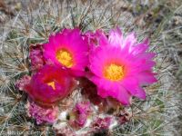 mountain ball cactus, Simpson's hedgehog (<em>Pediocactus simpsonii</em>)