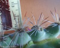 mountain ball cactus, Simpson's hedgehog (<em>Pediocactus simpsonii</em>)
