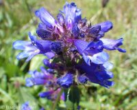 taperleaf or south Idaho penstemon (<em>Penstemon attenuatus var. militaris</em>)