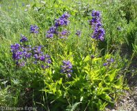 taperleaf or south Idaho penstemon (<em>Penstemon attenuatus var. militaris</em>)