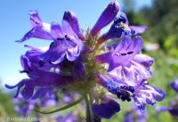 taperleaf or south Idaho penstemon (<em>Penstemon attenuatus var. militaris</em>)
