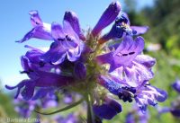 taperleaf or south Idaho penstemon (<em>Penstemon attenuatus var. militaris</em>)
