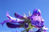 taperleaf or south Idaho penstemon (<em>Penstemon attenuatus var. militaris</em>)