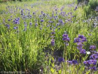 taperleaf or south Idaho penstemon (<em>Penstemon attenuatus var. militaris</em>)