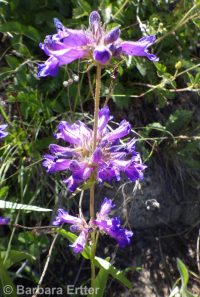 taperleaf or south Idaho penstemon (<em>Penstemon attenuatus var. militaris</em>)