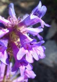 taperleaf or south Idaho penstemon (<em>Penstemon attenuatus var. militaris</em>)