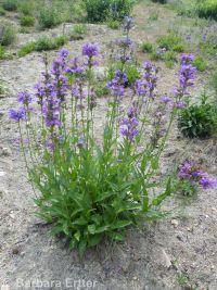 taperleaf or south Idaho penstemon (<em>Penstemon attenuatus var. militaris</em>)