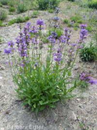 taperleaf or south Idaho penstemon (<em>Penstemon attenuatus var. militaris</em>)