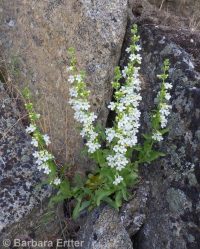 hotrock penstemon (<em>Penstemon deustus var. deustus</em>)