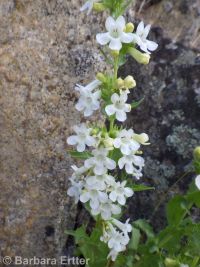 hotrock penstemon (<em>Penstemon deustus var. deustus</em>)