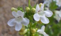hotrock penstemon (<em>Penstemon deustus var. deustus</em>)