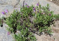 shrubby penstemon (<em>Penstemon fruticosus var. fruticosus</em>)