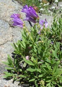 shrubby penstemon (<em>Penstemon fruticosus var. fruticosus</em>)