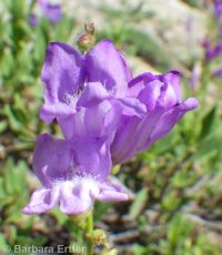 shrubby penstemon (<em>Penstemon fruticosus var. fruticosus</em>)