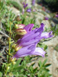 shrubby penstemon (<em>Penstemon fruticosus var. fruticosus</em>)