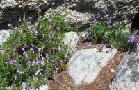 shrubby penstemon (<em>Penstemon fruticosus var. fruticosus</em>)