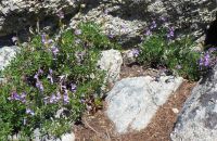 shrubby penstemon (<em>Penstemon fruticosus var. fruticosus</em>)