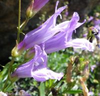 shrubby penstemon (<em>Penstemon fruticosus var. fruticosus</em>)