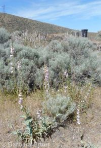 Palmer's penstemon (<em>Penstemon palmeri var. palmeri</em>)