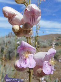 Palmer's penstemon (<em>Penstemon palmeri var. palmeri</em>)