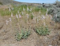 Palmer's penstemon (<em>Penstemon palmeri var. palmeri</em>)