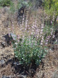 Palmer's penstemon (<em>Penstemon palmeri var. palmeri</em>)