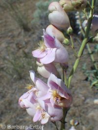 Palmer's penstemon (<em>Penstemon palmeri var. palmeri</em>)